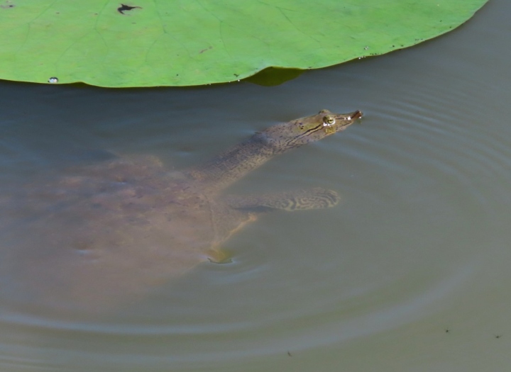 Spiny Softshell Turtle